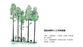 1.柳杉 2.長梗紫麻 3.⼩葉桑 4.瓊楠 5.假長葉
楠 6.姑婆芋


7.山奈 8.闊葉樓梯草 9.圓果冷⽔麻 10.曲莖蘭
嵌⾺蘭 11.青棉花
奮起湖柳杉⼈⼯林剖⾯圖
 