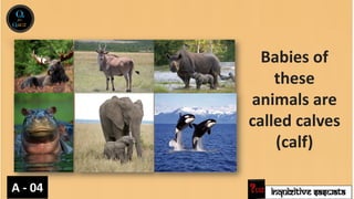 INQUIZITIVE SASWATA
Babies of
these
animals are
called calves
(calf)
A - 04
 