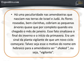 • Há uma peculiaridade nas amendoeiras que
nasciam nas terras de Israel e Judá. As flores
roseadas, bem clarinhas, cobriam as pequenas
árvores quase que por completo quando era
chegado o mês de janeiro. Esse fato sinalizava o
final do inverno e o início da primavera. Era um
sinal da planta vigilante de que um novo ciclo
começara: Talvez seja esse o motivo do nome em
hebraico para a amendoeira ser “ shoked ”, ou
seja, “vigilante”.
 