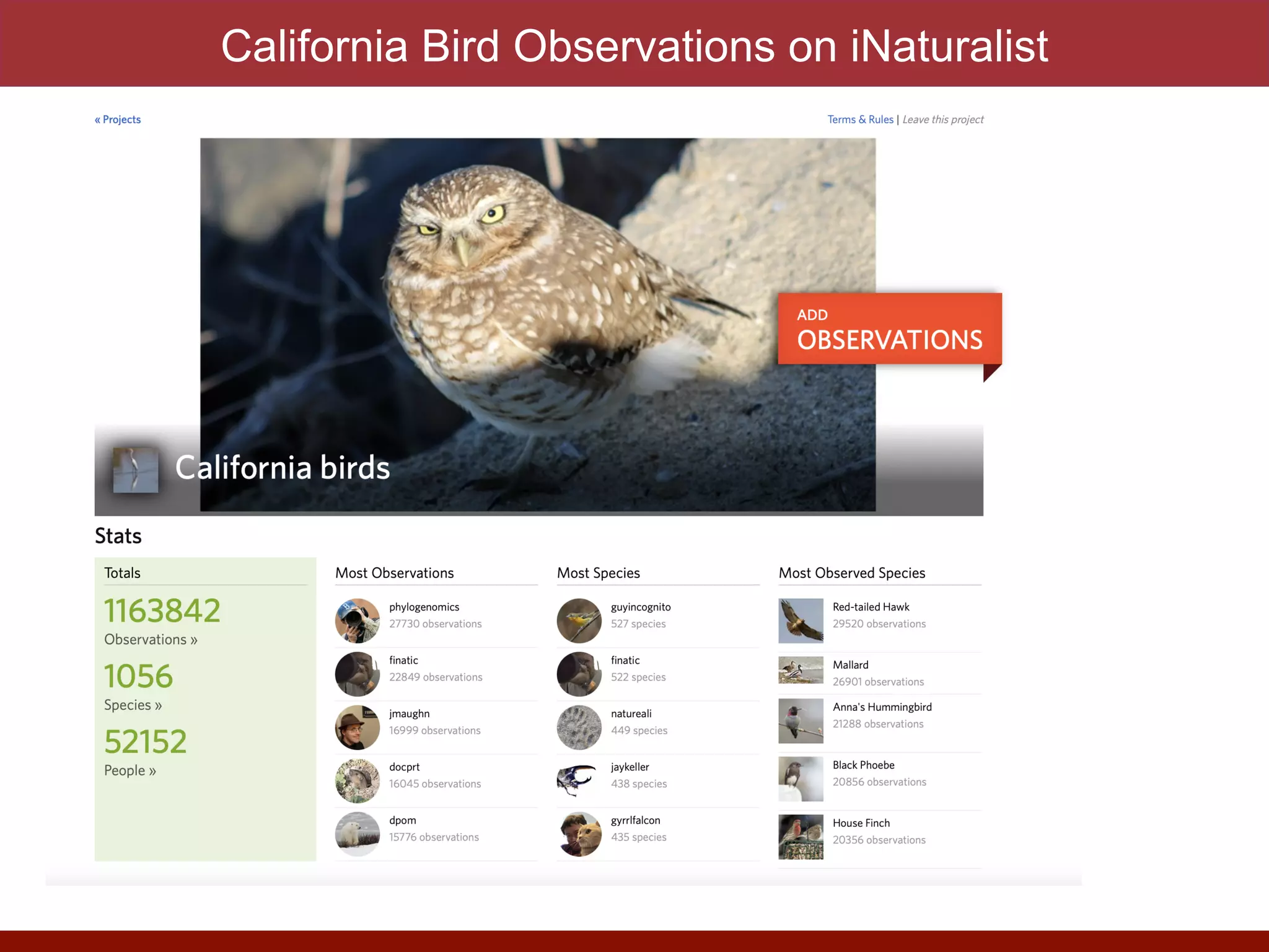 California Bird Observations on iNaturalist
 