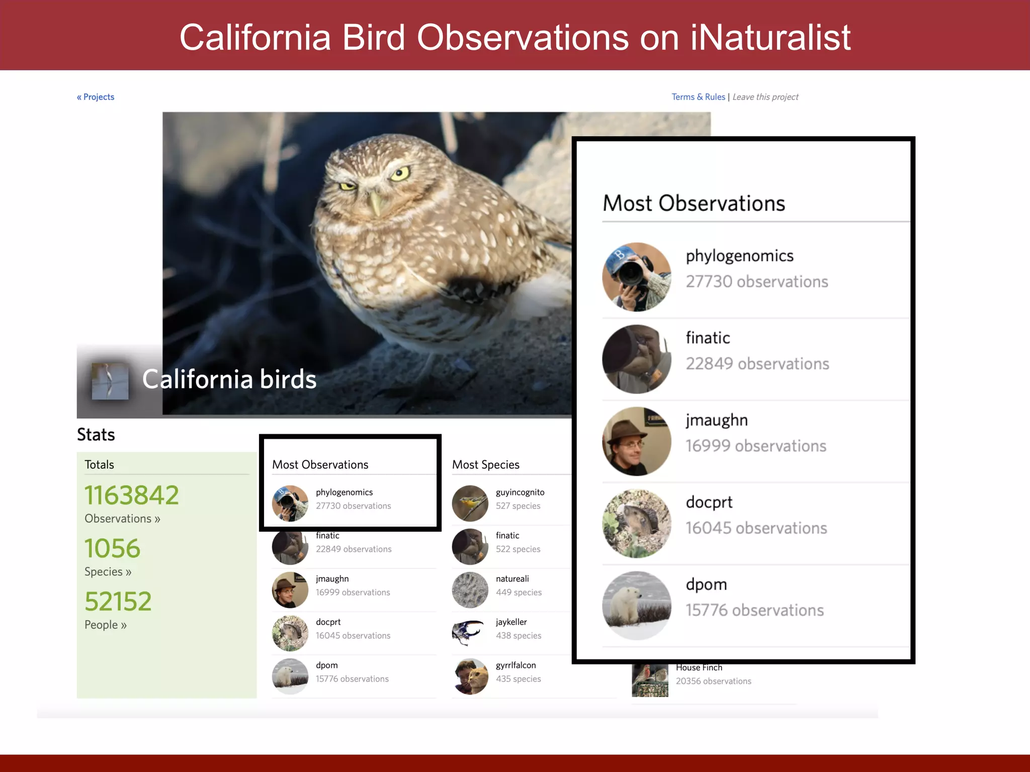 California Bird Observations on iNaturalist
 