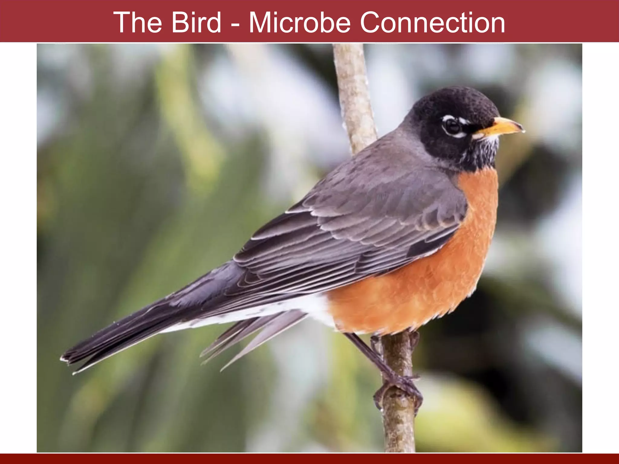 The Bird - Microbe Connection
 