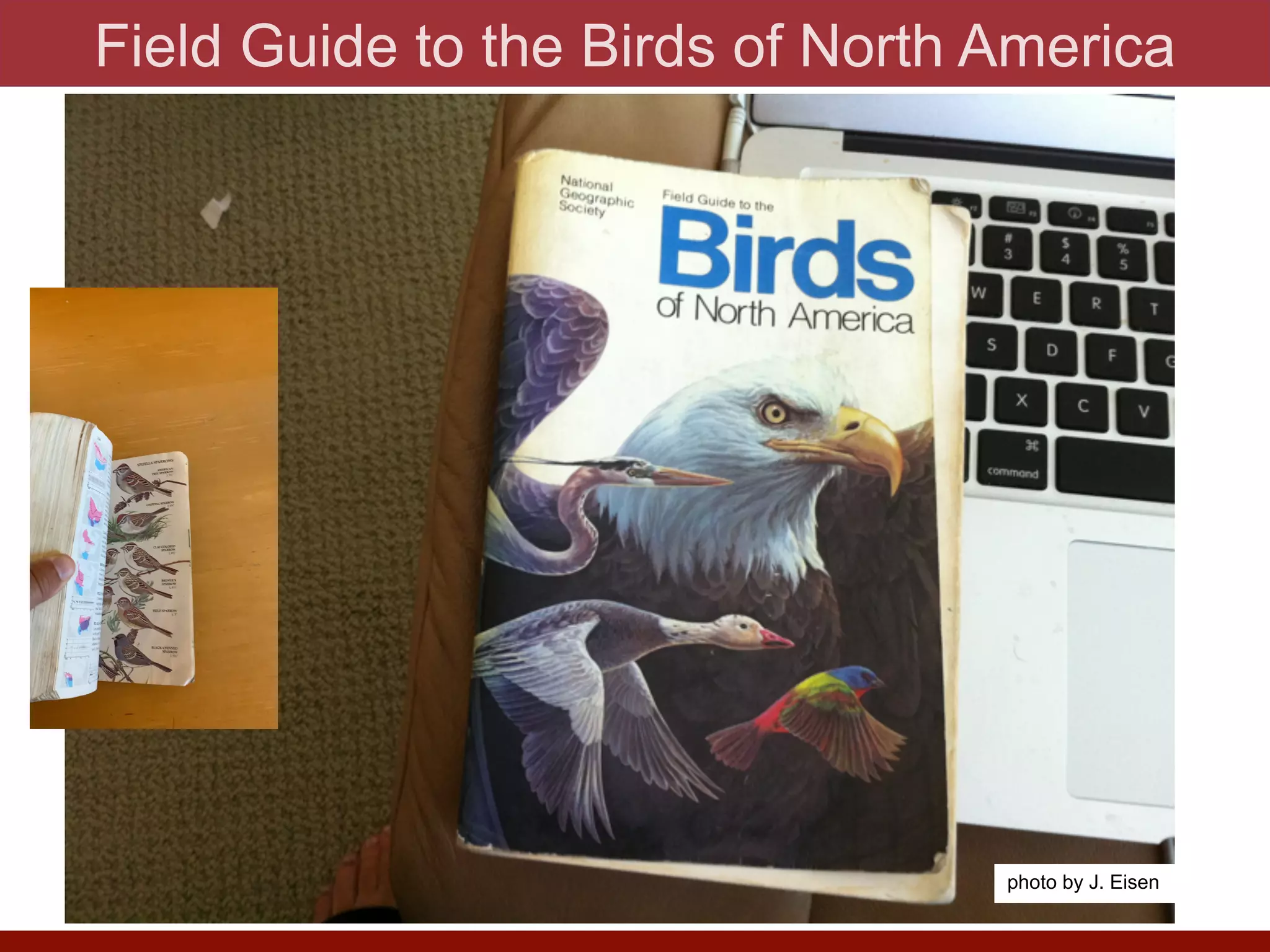Field Guide to the Birds of North America
photo by J. Eisen
 