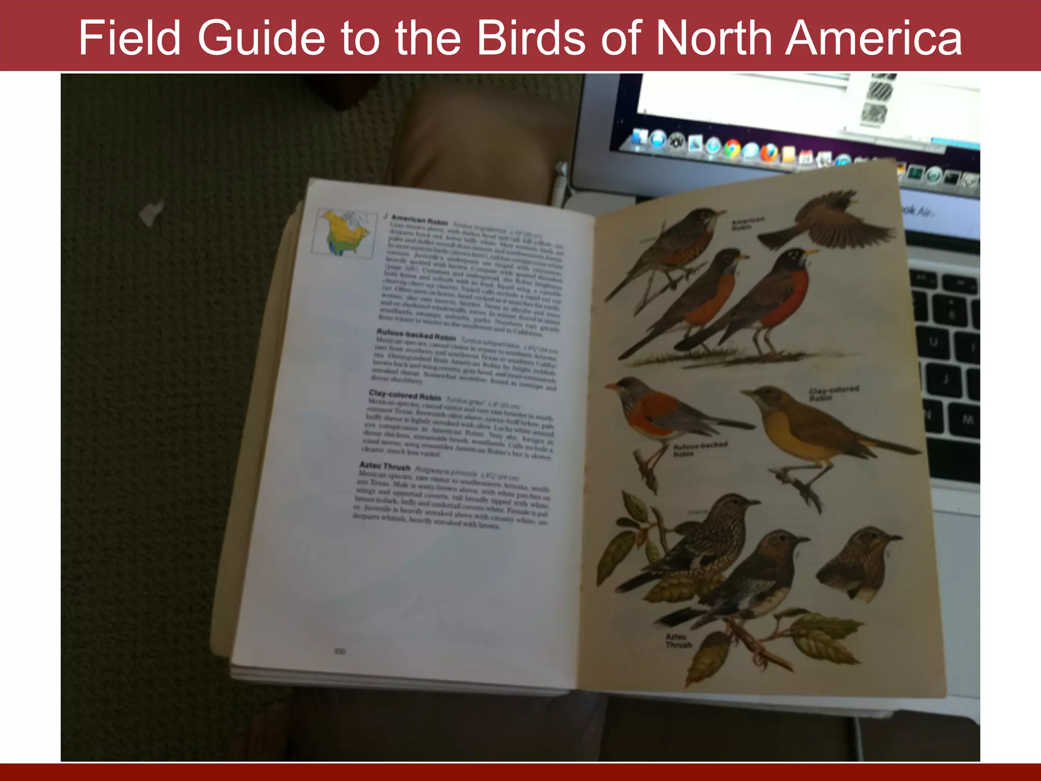 Field Guide to the Birds of North America
photo by J. Eisen
 