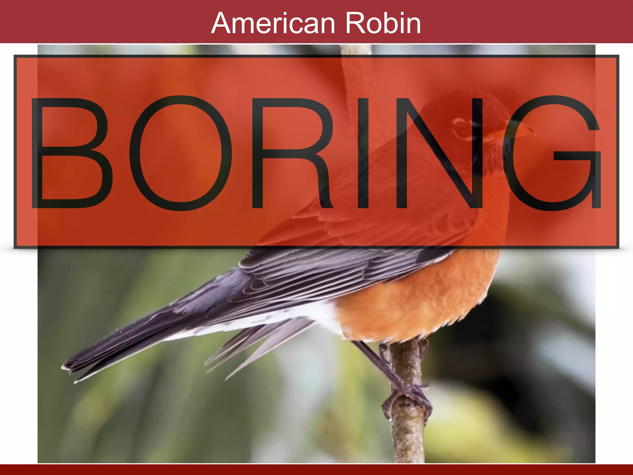 American Robin
BORING
 