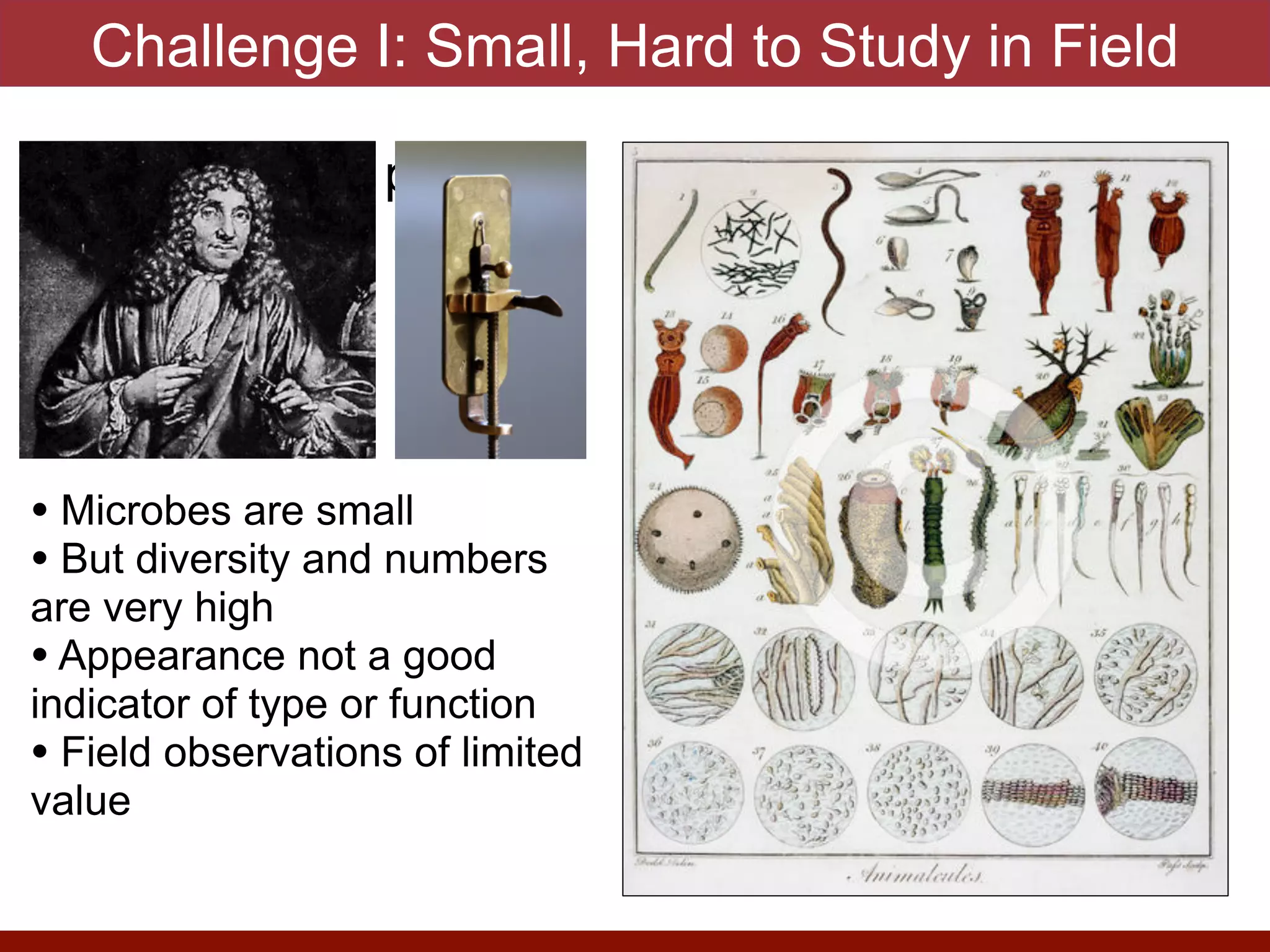Challenge I: Small, Hard to Study in Field
• Microscope picture
• Microbes are small


• But diversity and numbers
are very high


• Appearance not a good
indicator of type or function


• Field observations of limited
value
 