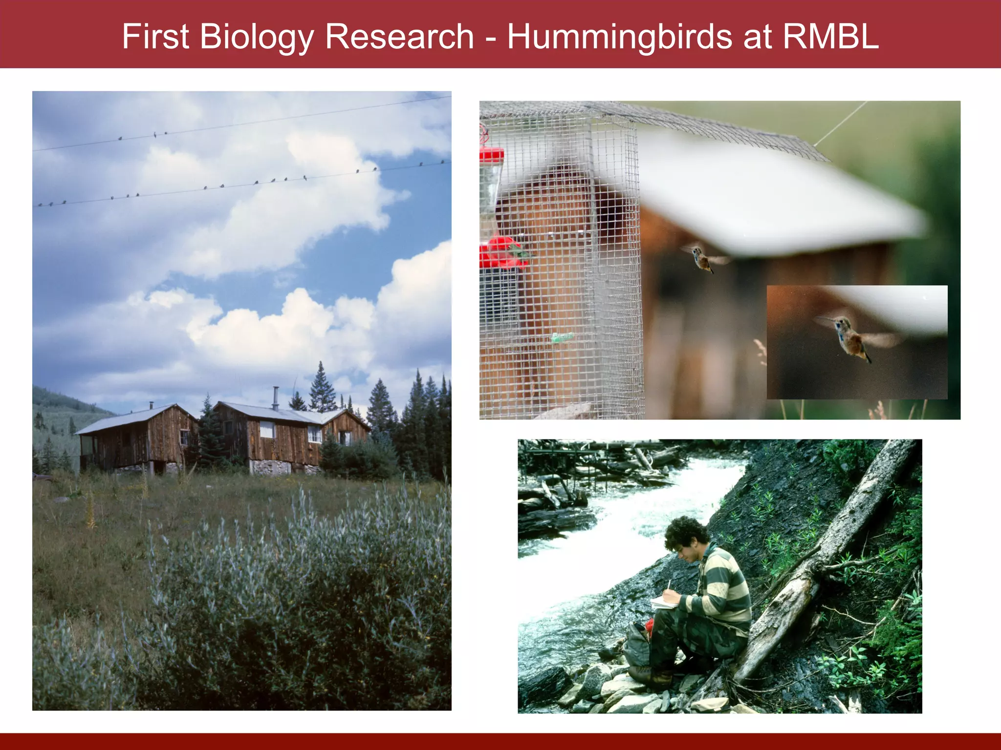 First Biology Research - Hummingbirds at RMBL
 