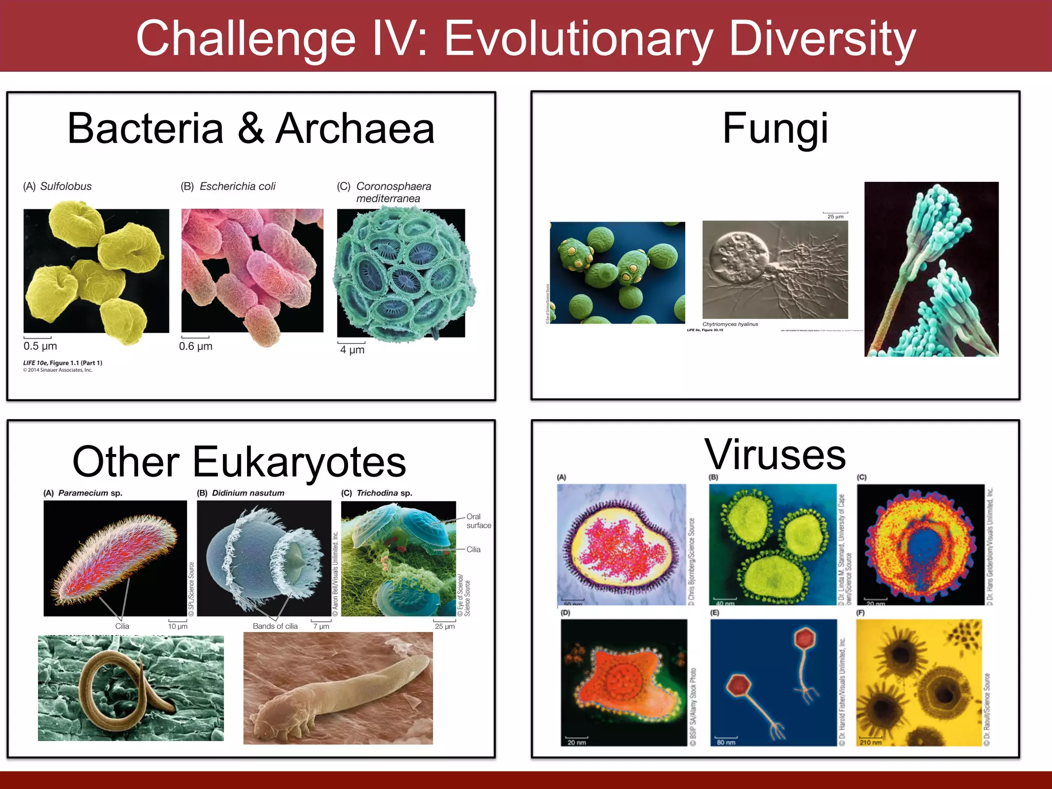 Challenge IV: Evolutionary Diversity
Viruses
Bacteria & Archaea Fungi
Other Eukaryotes
 