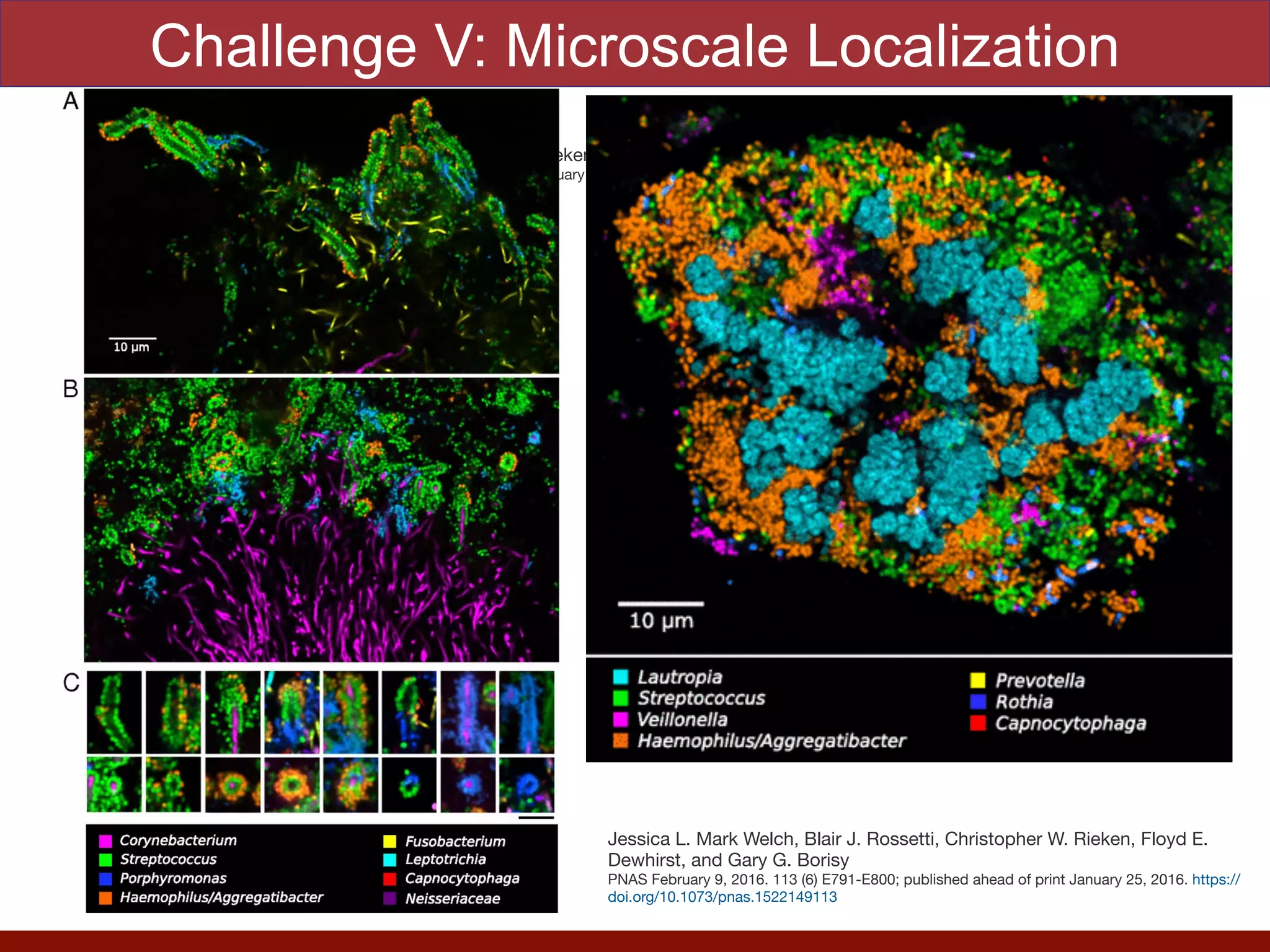 Challenge V: Microscale Localization
Jessica L. Mark Welch, Blair J. Rossetti, Christopher W. Rieken, Floyd E. Dewhirst, and Gary G. Borisy

PNAS February 9, 2016. 113 (6) E791-E800; published ahead of print January 25, 2016. https://doi.org/10.1073/pnas.1522149113
Jessica L. Mark Welch, Blair J. Rossetti, Christopher W. Rieken, Floyd E.
Dewhirst, and Gary G. Borisy

PNAS February 9, 2016. 113 (6) E791-E800; published ahead of print January 25, 2016. https://
doi.org/10.1073/pnas.1522149113
 