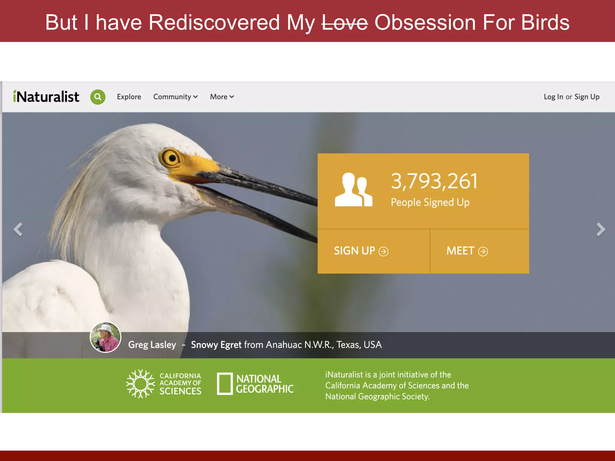 But I have Rediscovered My Love Obsession For Birds
 