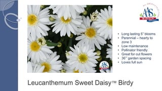 Leucanthemum Sweet Daisy™ Birdy
• Long lasting 5” blooms
• Perennial – hearty to
zone 3
• Low maintenance
• Pollinator fri...