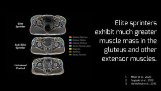 Elite sprinters
exhibit much greater
muscle mass in the
gluteus and other
extensor muscles.
1. Miller et al., 2020
2. Sugisaki et al., 2018
3. Handsfield et al., 2016
 