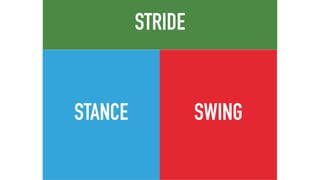 STANCE SWING
STRIDE
 