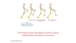 Van Hooren & Bosch, 2017
In sprinting, actions that appear eccentric may be
underpinned by isometric contractions
 