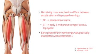 • Hamstring muscle activation differs between
acceleration and top speed running 1
• BF —> acceleration stance
• ST —> early & mid phase swing of accel &
top speed
• Early phase RFD in hamstrings was positively
associated with acceleration 2
1. Higashihara et al., 2017
2. Ishoi et al., 2018
 