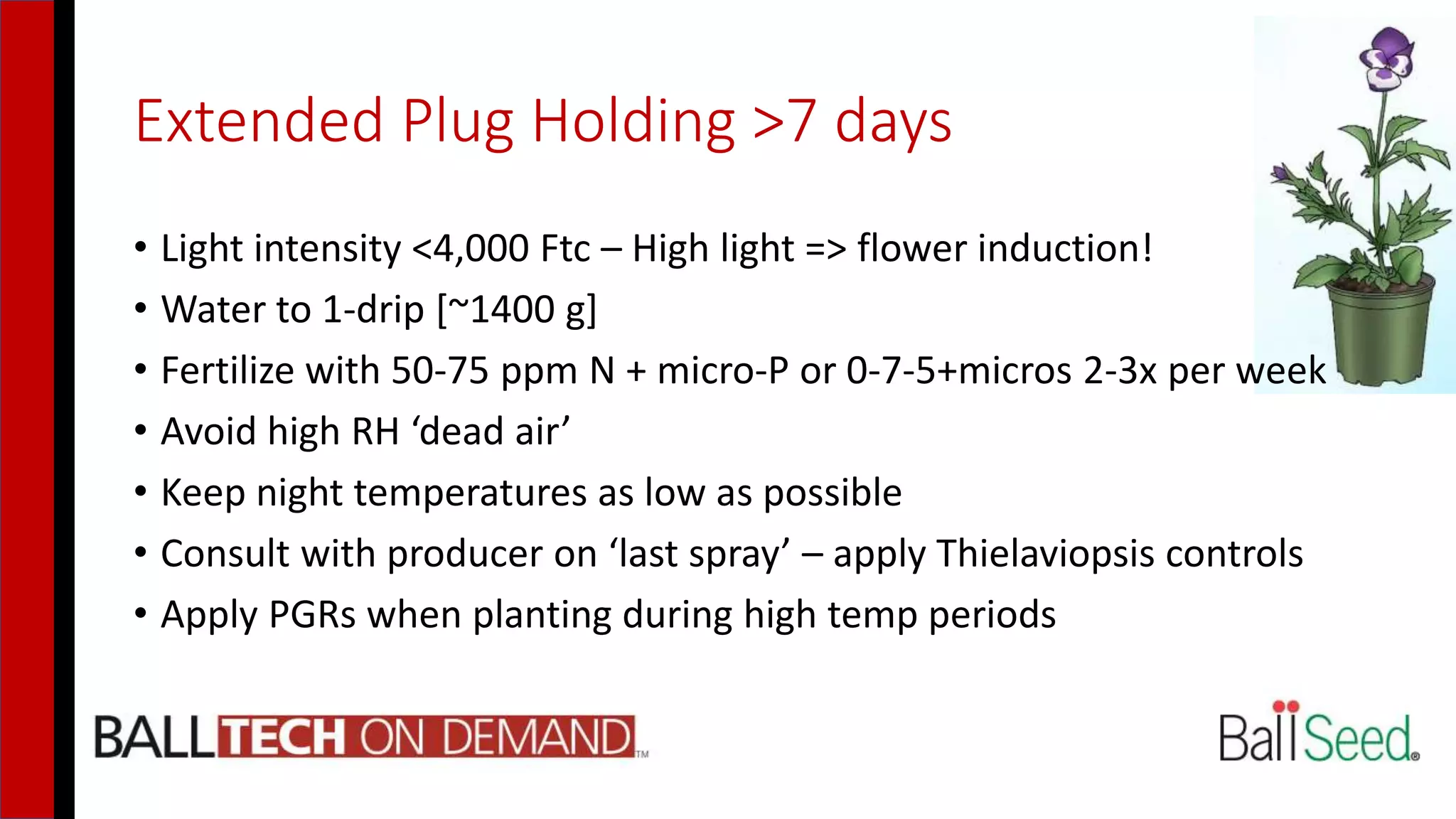 Extended Plug Holding >7 days
• Light intensity <4,000 Ftc – High light => flower induction!
• Water to 1-drip [~1400 g]
• Fertilize with 50-75 ppm N + micro-P or 0-7-5+micros 2-3x per week
• Avoid high RH ‘dead air’
• Keep night temperatures as low as possible
• Consult with producer on ‘last spray’ – apply Thielaviopsis controls
• Apply PGRs when planting during high temp periods
 