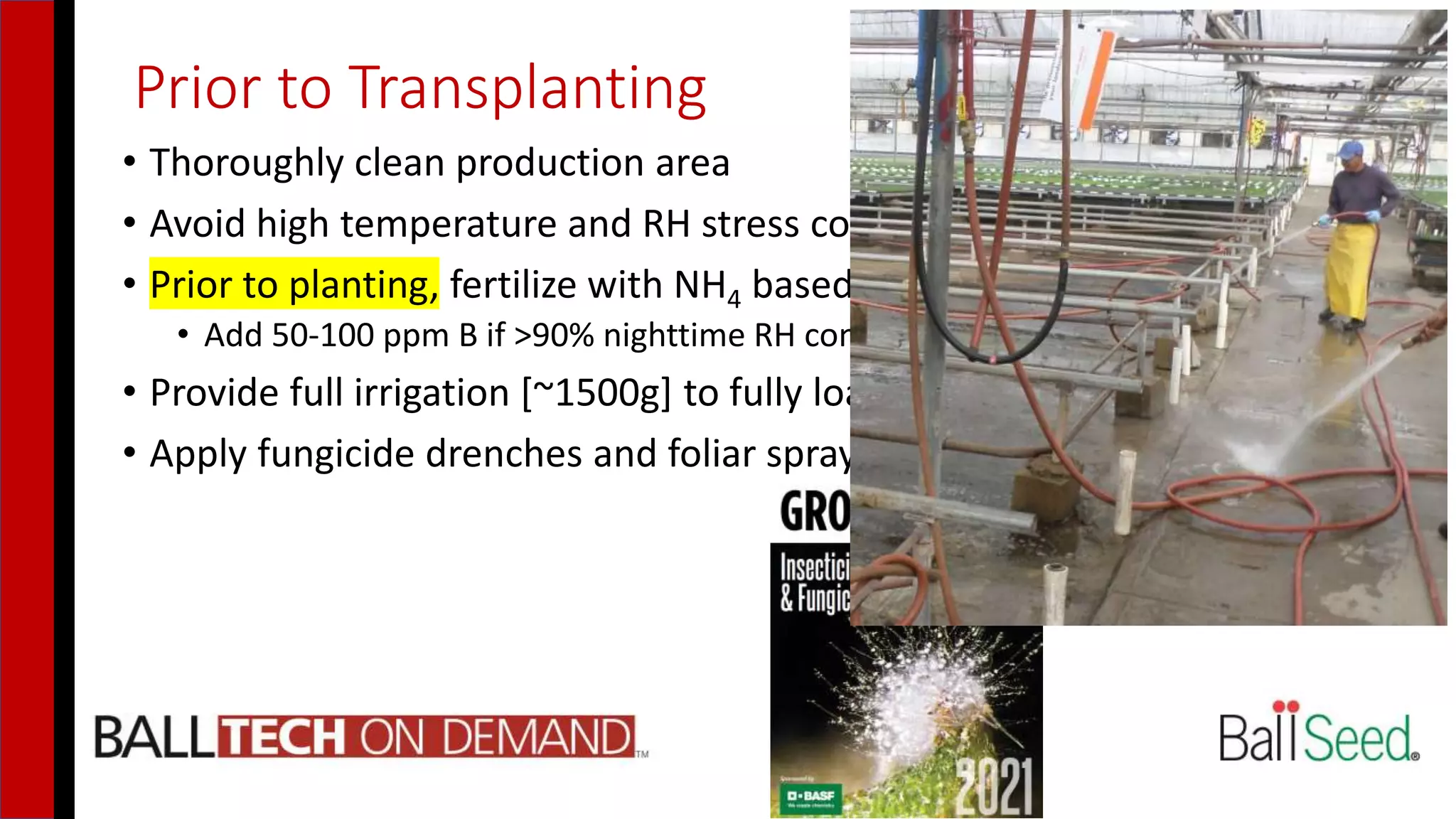 Prior to Transplanting
• Thoroughly clean production area
• Avoid high temperature and RH stress conditions during transplant
• Prior to planting, fertilize with NH4 based fertilizer [20-10-20 @200+ppm]
• Add 50-100 ppm B if >90% nighttime RH conditions exist
• Provide full irrigation [~1500g] to fully load soil ball with fertilizer
• Apply fungicide drenches and foliar sprays to protect plants
 