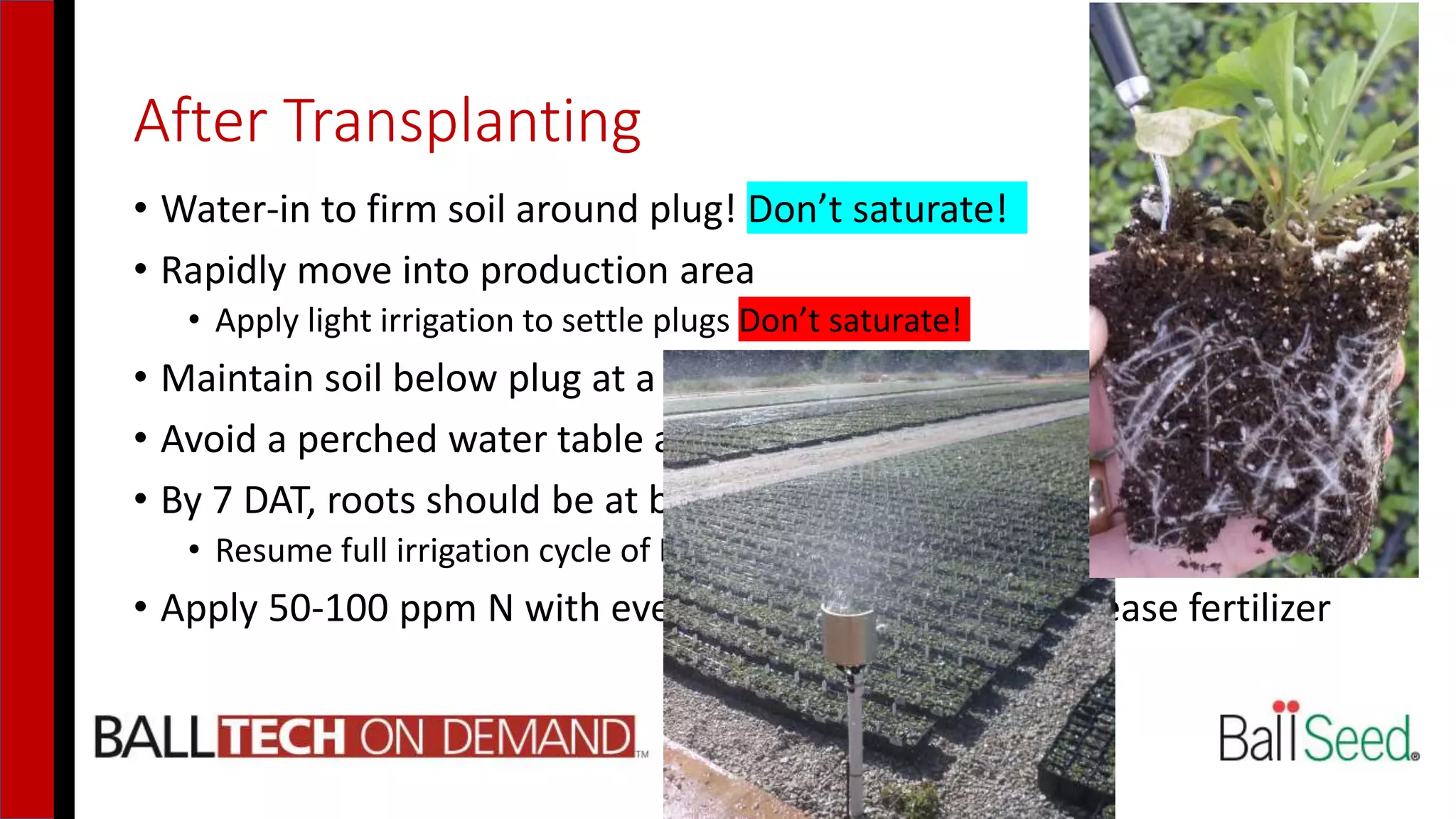 After Transplanting
• Water-in to firm soil around plug! Don’t saturate!
• Rapidly move into production area
• Apply light irrigation to settle plugs Don’t saturate!
• Maintain soil below plug at a L4 to help draw down the roots
• Avoid a perched water table at bottom of container prior to roots down
• By 7 DAT, roots should be at bottom of container
• Resume full irrigation cycle of L4+ -> L2
• Apply 50-100 ppm N with every watering if no slow-release fertilizer
 