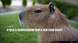 O QUE A SERVICENOW TEM A VER COM ISSO?
e o quico?
Crédito da imagem: Capivara, o Panda Brasileiro, por @Levi Sanford
 