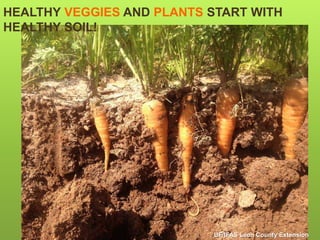 HEALTHY VEGGIES AND PLANTS START WITH
HEALTHY SOIL!
UF/IFAS Leon County Extension
 