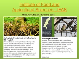 Institute of Food and
Agricultural Sciences - IFAS
https://sfyl.ifas.ufl.edu/miami-dade/
 