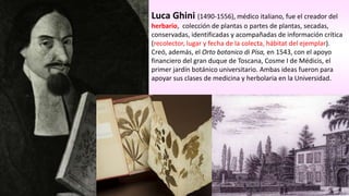 Luca Ghini (1490-1556), médico italiano, fue el creador del
herbario, colección de plantas o partes de plantas, secadas,
c...
