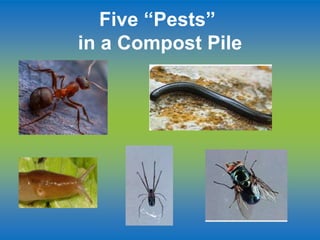 Five “Pests”
in a Compost Pile
 
