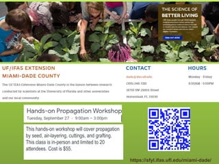 https://sfyl.ifas.ufl.edu/miami-dade/
This hands-on workshop will cover propagation
by seed, air-layering, cuttings, and grafting.
This class is in-person and limited to 20
attendees. Cost is $55.
 
