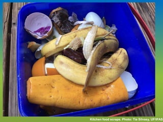 Kitchen food scraps. Photo: Tia Silvasy, UF/IFAS
 