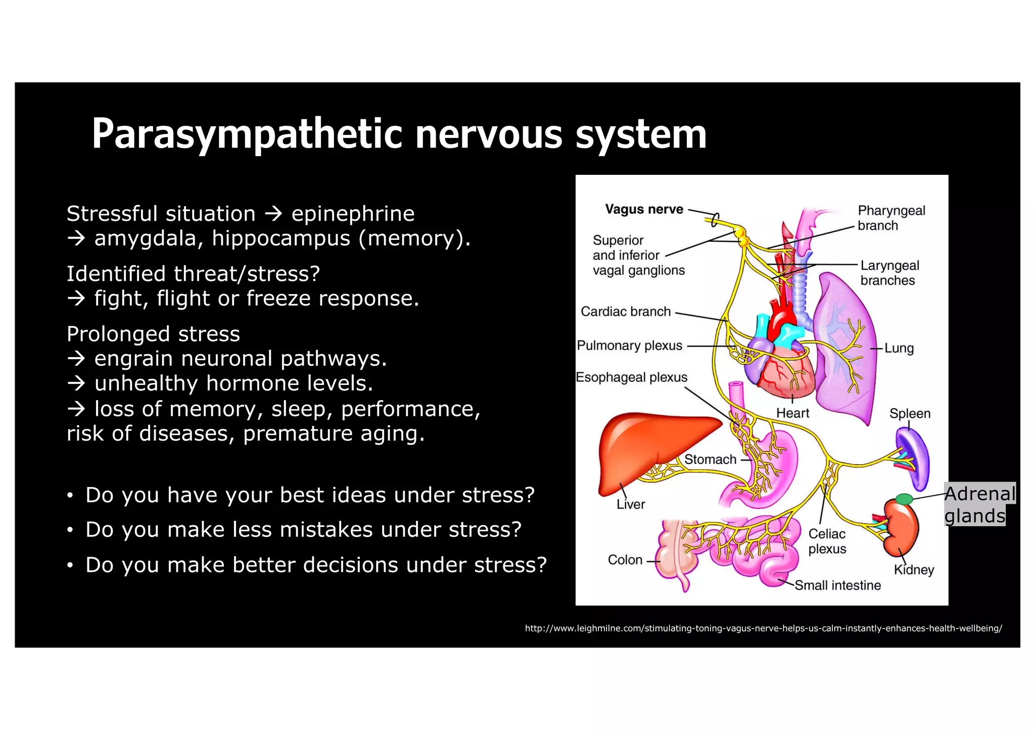 Parasympathetic nervous system
Stressful situation à epinephrine
à amygdala, hippocampus (memory).
Identified threat/stress?
à fight, flight or freeze response.
Prolonged stress
à engrain neuronal pathways.
à unhealthy hormone levels.
à loss of memory, sleep, performance,
risk of diseases, premature aging.
• Do you have your best ideas under stress?
• Do you make less mistakes under stress?
• Do you make better decisions under stress?
http://www.leighmilne.com/stimulating-toning-vagus-nerve-helps-us-calm-instantly-enhances-health-wellbeing/
Adrenal
glands
 