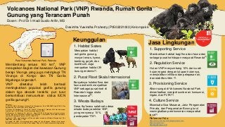 Volcanoes National Park (VNP) Rwanda, Rumah Gorila
Gunung yang Terancam Punah
Membentang seluas 160 km2, VNP
merupakan bagian dari kawasan Gunung
berapi Virunga yang juga melingkupi TN
Virunga di Kongo dan TN Gorila
Mgahinga Urganda[1].
VNP diketahui telah berhasil
meningkatkan populasi gorilla gunung
dalam tiga decade terakhir, pun turut
berkontribusi menurunkan status IUCN
gorilla gunung[2].
Desintha Yuwindha Prahesty (P0502221003) Kelompok 6
Dosen : Prof Dr Ir Hadi Susilo Arifin, MS
Gorilla beringei www.edgeofexistence.org
Keunggulan
Jasa Lingkungan
1. Habitat Satwa
3. Wisata Budaya
2. Pusat Riset Skala Internasional
Banyaknya koleksi flora dan
fauna endemik menjadikan
VNP sebagai pusat riset di
Rwanda hingga skala
Internasional[3].
Merupakan habitat
asli gorila gunung,
monyet emas, hyena,
banteng, gajah, dan
bushbuck. Juga
merupakan habitat 29
burung endemic[1].
Desa Iby’Iwacu salah satu desa
wisata budaya sekitar VNP,
yang menyerap 10%
pendapatan TN[1].
1. Supporting Service
2. Regulation Service
Memberikan habitat bagi flora dan fauna dan
sebagai pusat kehidupan masyarat Rwanda[1]
Hutan VNP menyumbang 10% dari curah
hujan negara dengan tutupan hutannya,
menstabilkan infiltrasi dan pelepasan air,
dan stabilitas iklim [4].
3. Provisioning Service
Aliran sungai di Volcanoes Nasional Park
dimanfaatkan menjadi sumber air konsumsi,
irigasi, dan PLTA [5].
4. Culture Service
Ekowisata Goa Musanze, Jalur Pengamatan
Primata, dan Pengamatan Burung turut
meningkatkan perekonomian masyarakat
local[1]
Referensi Foto:
https://www.volcanoesnationalparkrwanda.com/
https://www.awf.org/
http://sdgsindonesia.or.id/
Referensi:
[1] ORTPN. 2005. Volcanoes National Park Management Plan 2005-2009. Kigali(RW): Office
Rwandais du Tourisme et des Parcs Nationaux
[2] Hickey JR, Basabose A, Gilardi KV, Greer D, Nampindo S, Robbins MM. Gorilla beringei
ssp. beringei. The IUCN Red List of Threatened Species 2018
[3] Munanura I E, Backman KF, Hallo JC, Powell RB. 2016. Perceptions of tourism revenue
sharing impacts on Volcanoes National Park, Rwanda: a Sustainable Livelihoods framework.
Journal of Sustainable Tourism, 24(12), 1709–1726.
[4] Hurni H. 1986. Late Quaternary of Simen andother mountainsinEthiopia. Management Plan
2005-2009, March 2005, 1–140.
[5] Zoghbi CA. 2007. Rural groundwater supply for the Volcanoes National Park region,
Rwanda. Massachusetts Institute of Technology, Dept. of Civil and Environmental Engineering.
Peta Volcanoes National Park, Rwanda
 