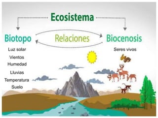 Biomas terrestres
Los biomas o paisajes bioclimáticos (áreas bióticas) son
áreas geográficas dónde se comparte la flora, f...