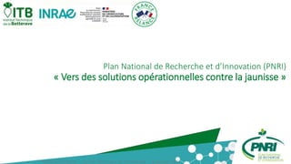Plan National de Recherche et d’Innovation (PNRI)
« Vers des solutions opérationnelles contre la jaunisse »
•Amélie Montei...