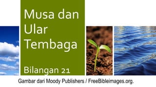 Musa dan
Ular
Tembaga
Bilangan 21
Gambar dari Moody Publishers / FreeBibleimages.org.
 