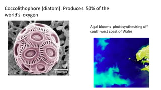 Coccolithophore (diatom): Produces 50% of the
world’s oxygen
Algal blooms photosynthesising off
south west coast of Wales
 
