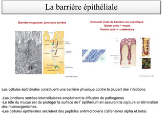Barrière muqueuse: jonctions serrées
Turner Nat Rev Immunol 2009
La barrière épithéliale
Les cellules épithéliales constituent une barrière physique contre la plupart des infections:
-Les jonctions serrées intercellulaires empêchent la diffusion de pathogènes
-Le rôle du mucus est de protéger la surface de l épithélium en assurant la capture et élimination
des microorganismes.
-Les cellules épithéliales sécrètent des peptides antimicrobiens (défensines alpha et beta)
Immunité innée de barrière non spécifique:
Globet cells ! mucin
Paneth cells ! α-defensins
Bevins Nat Rev Immunol 2011
 