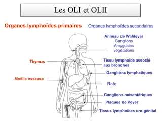 ORGANES ET TISSUS LYMPHOIDES
Ganglions lymphatiques
Rate
Tissus lymphoïdes uro-génital
Thymus
Moëlle osseuse
Ganglions mésentériques
Plaques de Peyer
Tissu lymphoïde associé
aux bronches
Organes lymphoïdes primaires Organes lymphoïdes secondaires
Anneau de Waldeyer
Ganglions
Amygdales
végétations
Les OLI et OLII
 