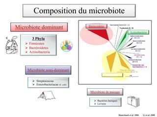 Manichanh et al. 2006 Li et al. 2008
3 Phyla
Ø Firmicutes
Ø Bactéroidetes
Ø Actinobacteria
Composition du microbiote
Microbiote dominant
Microbiote sous-dominant
Ø Streptococcus
Ø Enterobacteriacae (E. coli)
Microbiote de passage
Ø Bactéries lactiques
Ø Levures
Bacteroidetes
Actinobacteria
Firmicutes
 