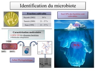 Seul 30% des bactéries sont
cultivables.
Fraction cultivable
Hayashi (2002) 30 %
Tannick (2000) 21 – 37 %
Suau (1999) 21 – 37 % 30 %
70 %
Identification du microbiote
Caractérisation moléculaire
ØARNr 16S des ribosomes bactériens
ØMolécules ubiquitaires
Arbre Phylogénétique
 