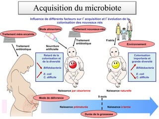 Naissance prématurée Naissance à terme
8 mois
Naissance par césarienne Naissance naturelle
Nourriture
artificielle
Traitement
antibiotique
Traitement
antibiotique
Fratrie
Durée de la grossesse
Mode de délivrance
Traitement nouveaux-nés
Traitement mère enceinte
Mode alimentaire
Environnement
Retard de la
colonisation et
de la diversité
Bifidobacteria
E. coli
C. difficile
Colonisation
importante et
grande diversité
Bifidobacteria
E. coli
C. difficile
Influence de différents facteurs sur l acquisition et l évolution de la
colonisation des nouveaux nés
Acquisition du microbiote
 