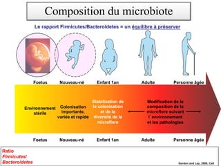 Le rapport Firmicutes/Bacteroidetes = un équilibre à préserver
Foetus Nouveau-né Enfant 1an Adulte Personne âgée
Environnement
stérile
Colonisation
importante,
variée et rapide
Stabilisation de
la colonisation
et de la
diversité de la
microflore
Modification de la
composition de la
microflore suivant
l environnement
et les pathologies
Ratio
Firmicutes/
Bacteroidetes
Foetus Nouveau-né Enfant 1an Adulte Personne âgée
Gordon and Ley, 2006, Cell
Composition du microbiote
 
