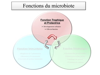 Fonction Immunitaire
ØRégulation de l’inflammation
ØRésistance à la colonisation
ØActivation du système immunitaire
Fonction Trophique
et Protectrice
Ø Développement cellulaire
Ø Effet de Barrière
Fonction Métaboliques
ØHydrolyse des polysaccharides
ØProduction d’acides aminés
ØStockage des graisses
ØProduction de vitamine
Fonctions du microbiote
 