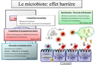 Bactériocines / Peroxyde d’Hydrogène
ØMolécules bactéricides ou bactériostatiques.
ØRégulation des populations de l’écosystème.
ØToxiques pour les pathogènes.
Gallo et Hooper. 2012
OS
E
AGCC
C. De Paneth
Colonocytes
B
A A A
B B
Altération de la barrière
IPP ?
Chimio
Colonisation à C. difficile
Sécrétion de toxines A et B
Lésion Cellulaire
ATB
Terrain
Clostridium difficile
Compétition énergétique
ØBlocage des nutriments.
ØProduction AGCC (¯ croissance des pathogènes)
Compétition d’occupation des niches
ØPoints d’ancrage pour les adhésines bactériennes.
ØOccupation des sites bactériens.
Meng et al. 2007
Glycocalyx et jonction serrée
ØStimulation de la sécrétion :
üMucine / Défensine (C. de Paneth)
ØRenforcement des jonctions cellulaires.
ØStabilisation du PH intra-luminal.
Moran et al. 2011
Le microbiote: effet barrière
 