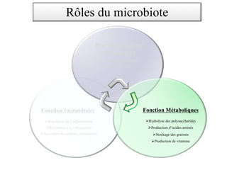 Fonction Immunitaire
ØRégulation de l’inflammation
ØRésistance à la colonisation
ØActivation du système immunitaire
Rôles du microbiote
Fonction Trophique
et Protectrice
Ø Développement cellulaire
Ø Effet de Barrière
Fonction Métaboliques
ØHydrolyse des polysaccharides
ØProduction d’acides aminés
ØStockage des graisses
ØProduction de vitamine
 