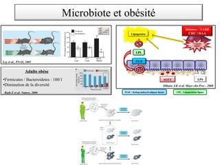 FIAF
FIAF : fasting-induced adipose factor
LPL
LPL : Lipoprotéine lipase
AGCC
Lipogenèse
­ ChREBP
SREBP
LPS
Adulte obèse
•Firmicutes / Bacteroidetes : 100/1
•Diminution de la diversité
Stéatose / NASH
CHC / HAA
Dibaise J.K et al. Mayo clin Proc , 2008
Ley et al., PNAS, 2005
Ruth E et al. Nature, 2006
Microbiote et obésité
 