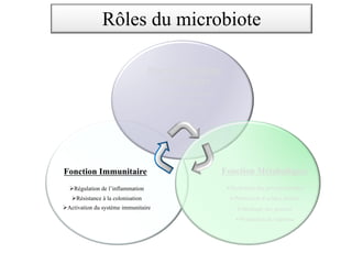 Fonction Immunitaire
ØRégulation de l’inflammation
ØRésistance à la colonisation
ØActivation du système immunitaire
Rôles du microbiote
Fonction Trophique
et Protectrice
Ø Développement cellulaire
Ø Effet de Barrière
Fonction Métaboliques
ØHydrolyse des polysaccharides
ØProduction d’acides aminés
ØStockage des graisses
ØProduction de vitamine
 