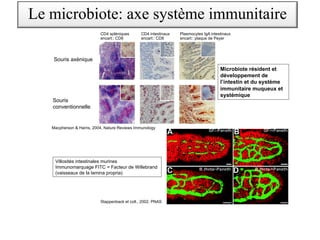 Macpherson & Harris, 2004, Nature Reviews Immunology
Stappenback et coll., 2002, PNAS
Souris axènique
Souris
conventionnelle
CD4 spléniques
encart:: CD8
CD4 intestinaux
encart:: CD8
Plasmocytes IgA intestinaux
encart:: plaque de Peyer
Villosités intestinales murines
Immunomarquage FITC = Facteur de Willebrand
(vaisseaux de la lamina propria)
Microbiote résident et
développement de
l’intestin et du système
immunitaire muqueux et
systémique
Le microbiote: axe système immunitaire
 
