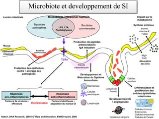 Macrophage
Lymphocyte
Cellules
dendritiques
Bactéries
pathogènes
Bactéries
commensales
LPS, LTA,
Peptidoglycane
Développement et
Maturation du Système
Immunitaire
Cellules de
Paneth
Développement de
l angiogenèse
Cellules
souches
Différenciation et
prolifération des
cellules épithéliales
intestinales
Bactéries
commensales
Protection des épithélium
contre l ancrage des
pathogènes
Microbiote intestinal humain
Mucus
Epithelium
intestinal
Production de peptides
antimicrobiens
IgA induction
Lumière intestinale
Réponses
anti-inflammatoires
Réponses
pro-inflammatoires
Homéostasie
Facteurs de virulence -
effecteurs
Facteurs bénéfiques –
adaptation du tractus GI
Impact sur le
métabolisme
TLRs
Nœuds
mésentériques
Absorption
des ions
Mg2+
Ca2+
Synthèse protéique
Biotine,
vitamine K,
Folate
Cellules à mucus
Entérocytes
Cellules endocrines
Cellules de Paneth
Vaisseaux sanguins
Hattori, DNA Research, 2009 / O Hara and Shanahan, EMBO report, 2006
Microbiote et developpement de SI
 