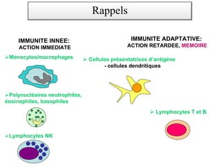 IMMUNITE INNEE:
ACTION IMMEDIATE
IMMUNITE ADAPTATIVE:
ACTION RETARDEE, MEMOIRE
Lymphocytes T et B
Cellules présentatrices d’antigène
- cellules dendritiques
Monocytes/macrophages
Lymphocytes NK
LES CELLULES DE L’IMMUNITE
Polynucléaires neutrophiles,
éosinophiles, basophiles
Rappels
 