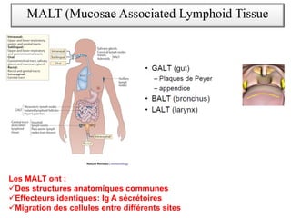 MALT (Mucosae Associated Lymphoid Tissue
Les MALT ont :
üDes structures anatomiques communes
üEffecteurs identiques: Ig A sécrétoires
üMigration des cellules entre différents sites
 